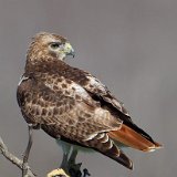 13SB1121 Red-tailed Hawk